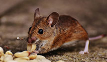 24 Hour & Emergency Exterminators in Hackensack, MN